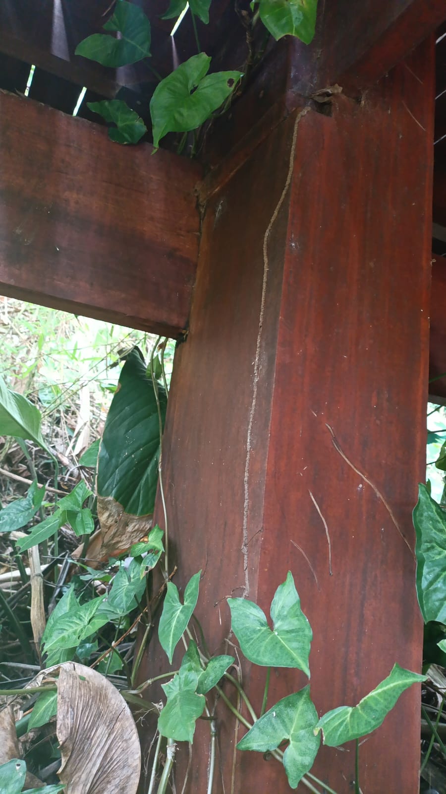 Tubo de terra de cupim de solo subindo por estrutura de madeira